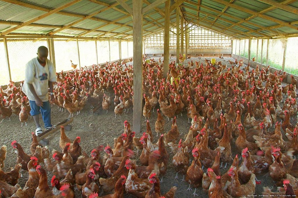 Poultry production business plan sample