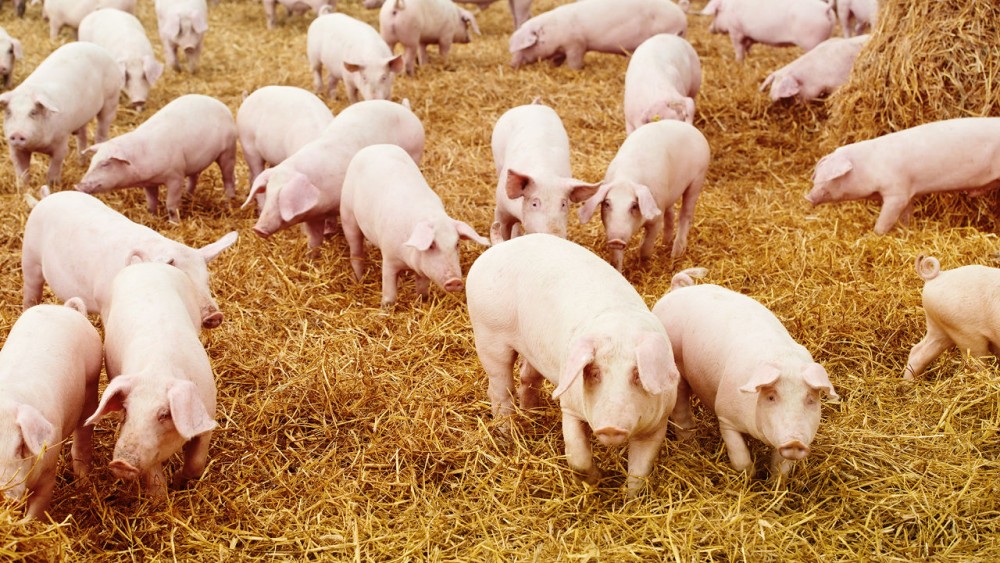 [Image: Pig-Farming-in-Nigeria-e1454490658865.jpg]