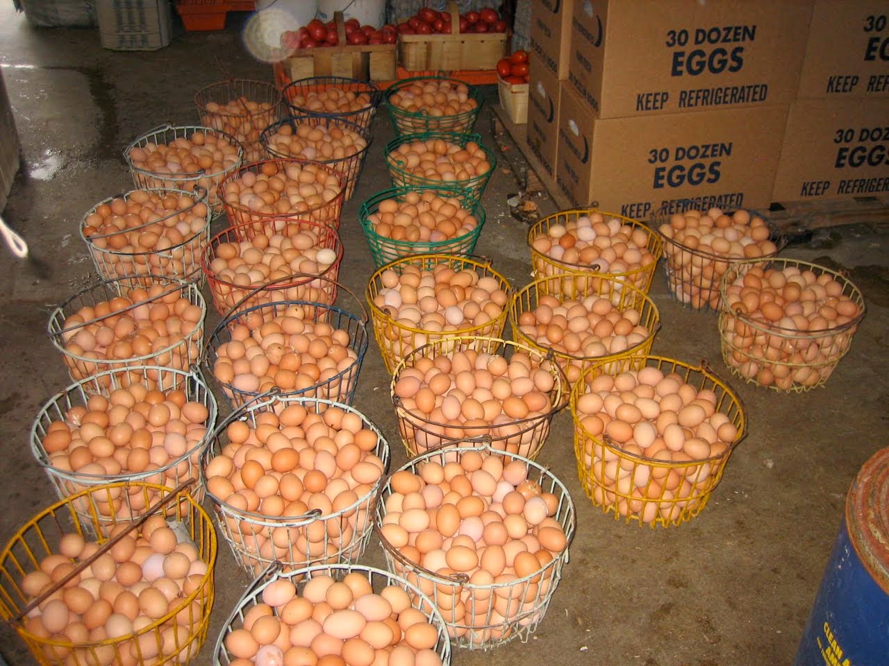Eggs poultry cretes