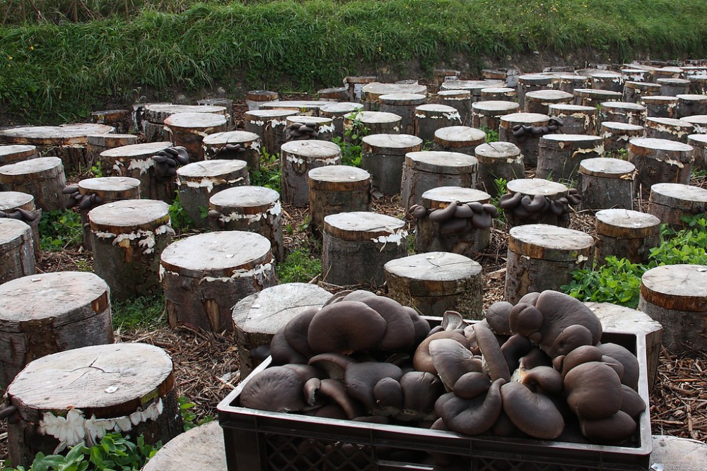 Mushroom Farming in Nigeria