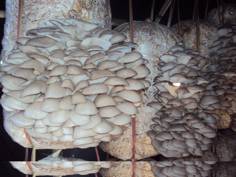 Materials Required to Setup a Mushroom Farm