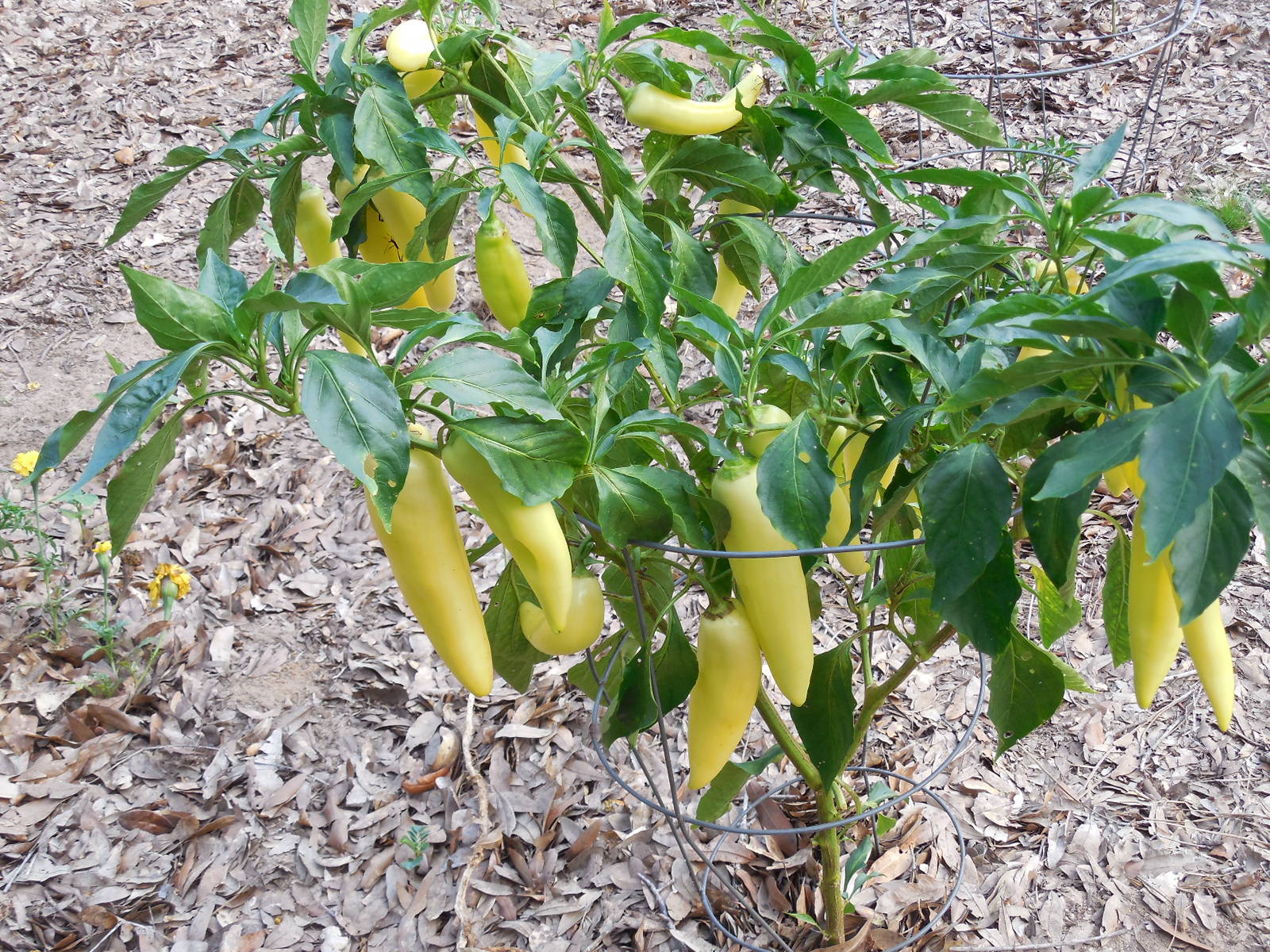 Chilli farming business plan