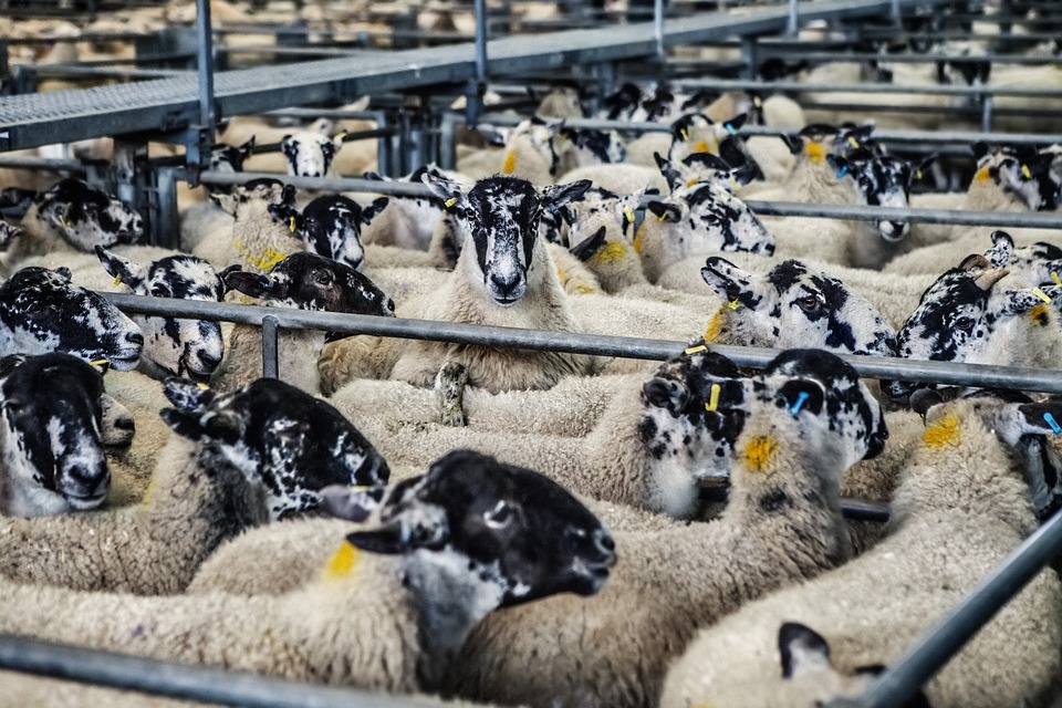 [Image: Sheep-Rearing-Business.jpg]