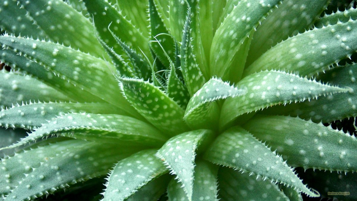 Top 10 Medical And Health Benefits Of Aloe Vera Plant Wealth Result